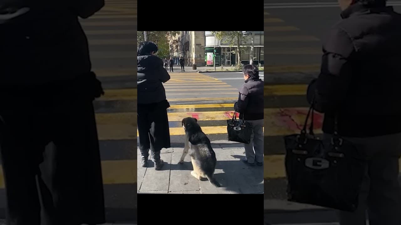 How can I train my dog to be like this??? p2 — ScoutPaw TV calming video thumbnail