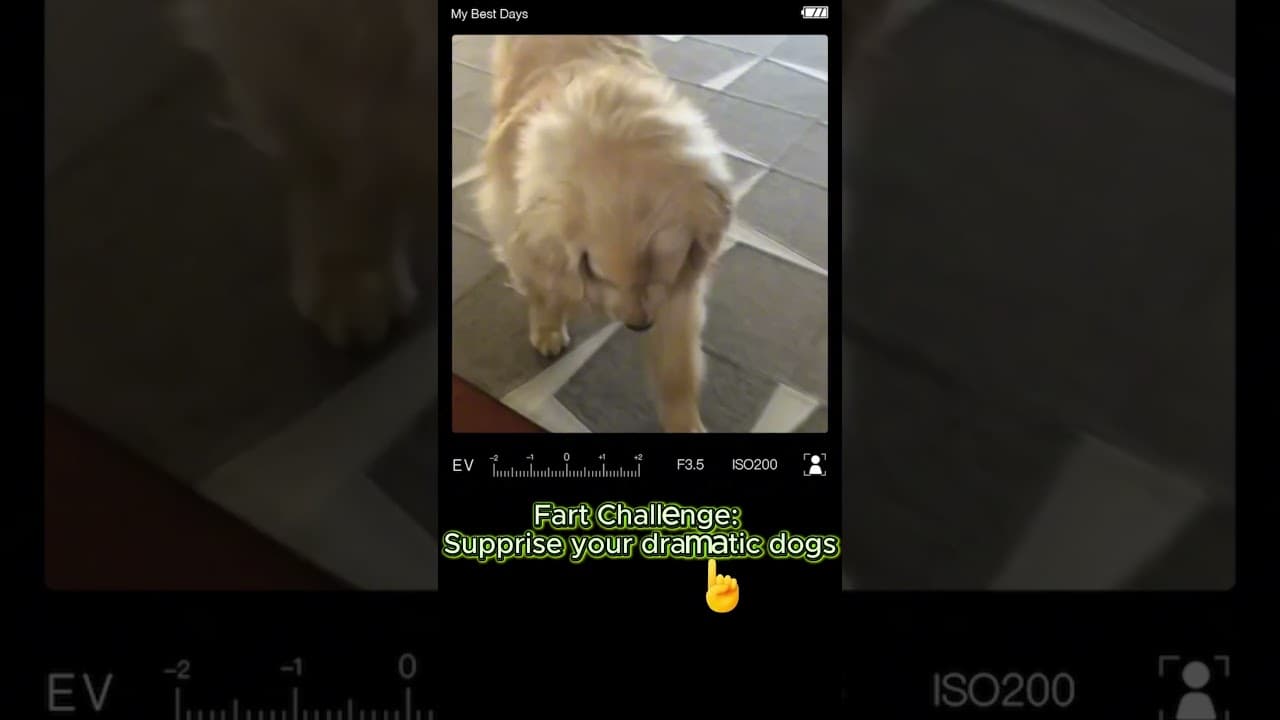 😂Dramatic Dogs vs Fart !!! Try not to smile challenge!  #viral — ScoutPaw TV calming video thumbnail