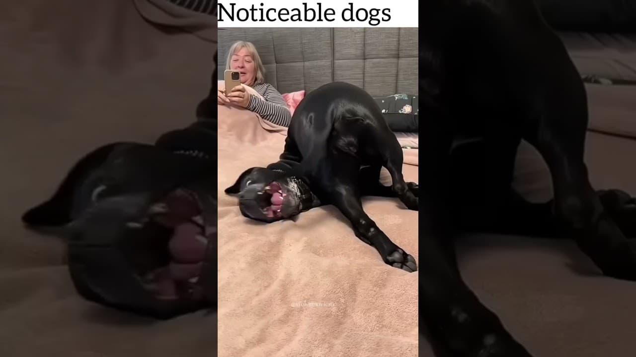 2025 Funniest Compilation of Dogs! #viral #pets #funny — ScoutPaw TV calming video thumbnail