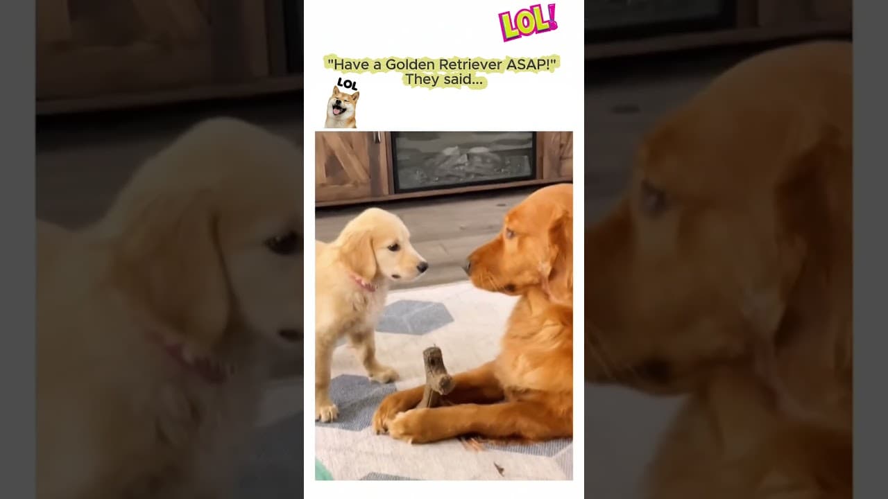 😂Golden Retriever: is top 4 smartest dog, they said !!! Try not to smile challenge!  #viral — ScoutPaw TV calming video thumbnail