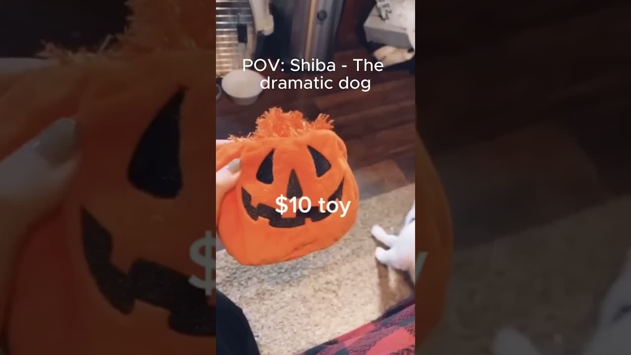 😂Shiba Inu: The most dramatic dog in the world, they say !!! Try not to smile challenge!  #viral — ScoutPaw TV calming video thumbnail