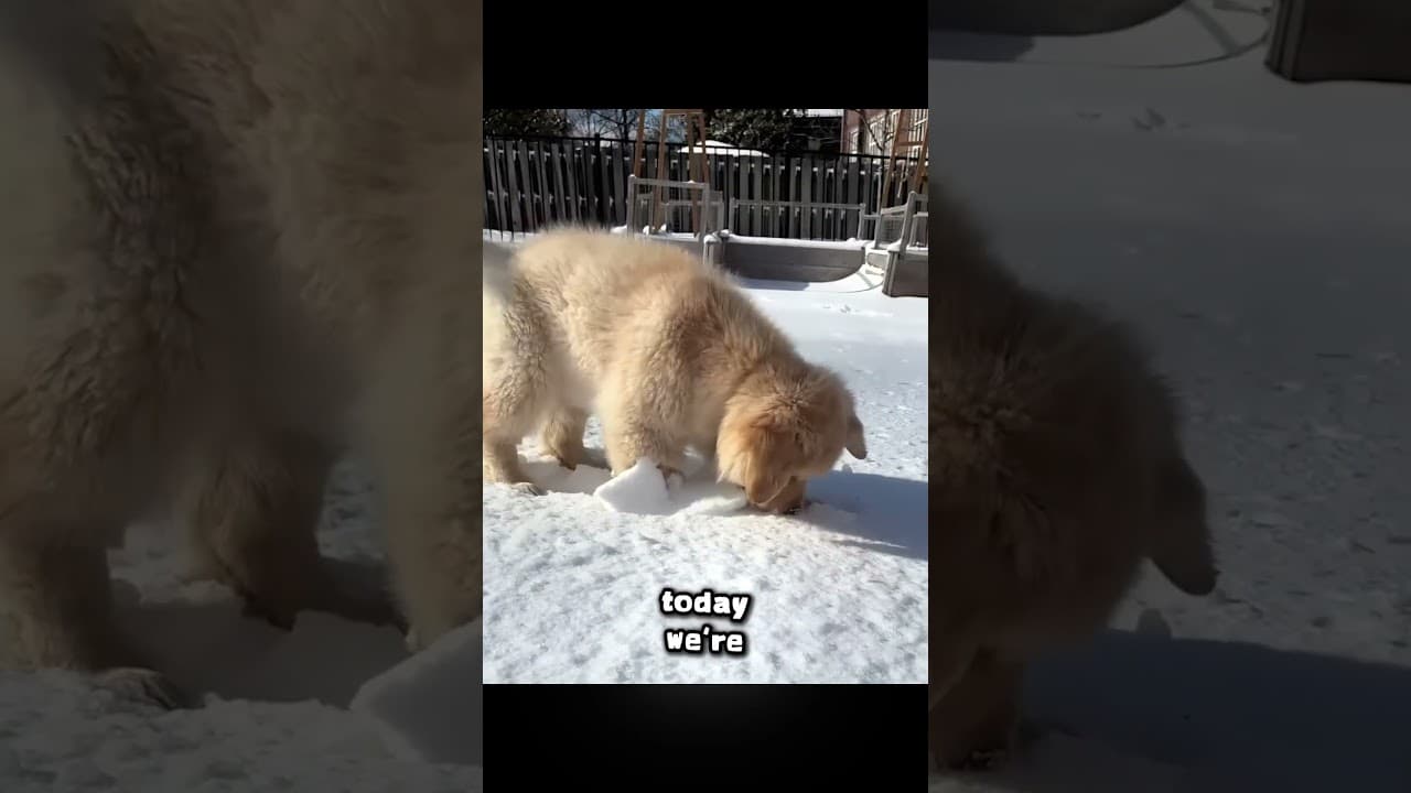 😚Daily Happy Vitamins for you - Dog and Cat complex bond! P7 — ScoutPaw TV calming video thumbnail