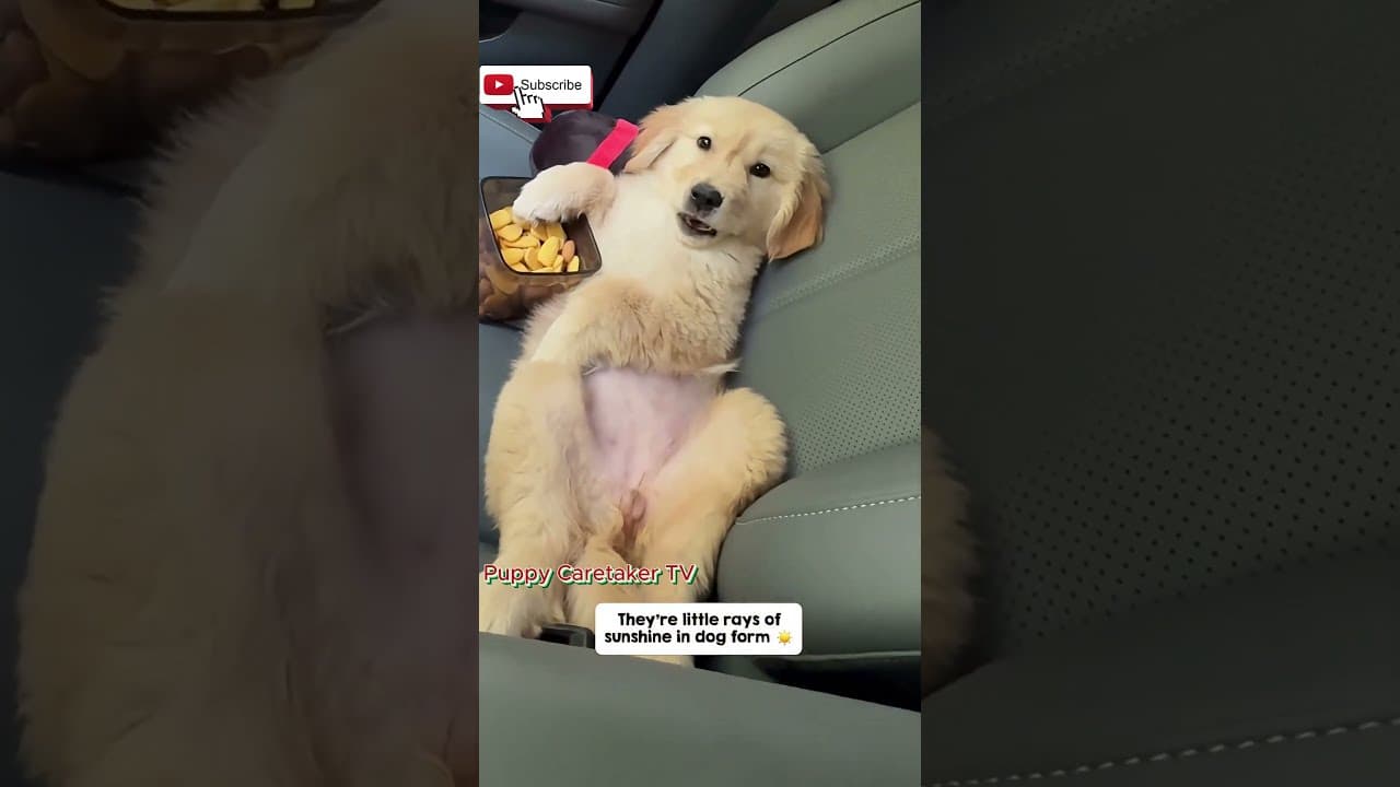 Cutest moments of golden babies that make you smile! — ScoutPaw TV calming video thumbnail