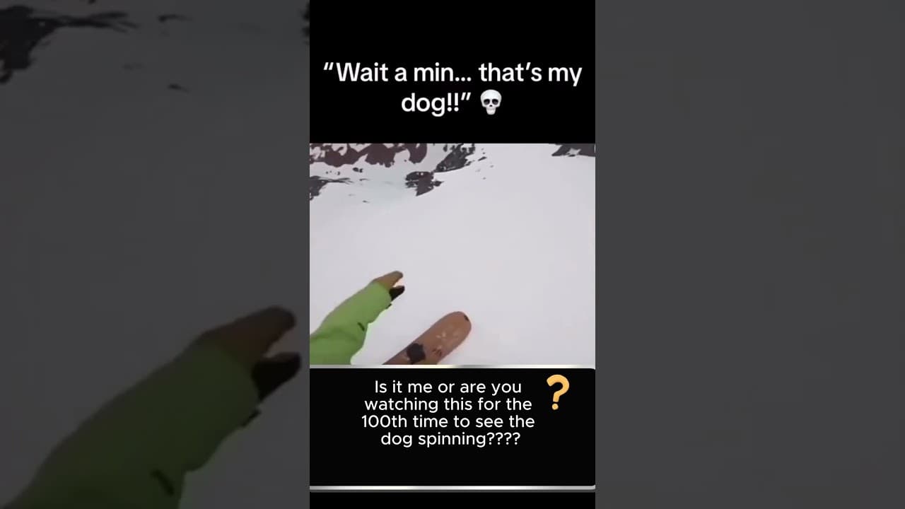 🤔WHEN YOU SEE the dog spinning :)))))  #viral — ScoutPaw TV calming video thumbnail